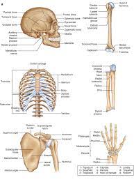 Correctly label the following anatomical parts of a long bone. Basic Sciences Of Bone And Joint Diseases Springerlink