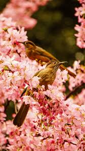 Maybe you would like to learn more about one of these? Flowers And Birds Pictures Download Free Images On Unsplash