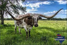 Pin By Jeremy Moore On Texas Longhorns Longhorn Cattle Bull Riding Animal Paintings