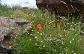 Image result for Haplocarpha scaposa