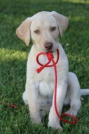 It's also free to list your available puppies and litters on our site. Desert Wind Labradors Home Lab Puppies Lab Dogs Cute Dogs