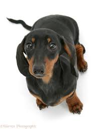 To honor my black and tan short haired dachshunds: Dog Black And Tan Miniature Dachshund Looking Up Photo Wp47666