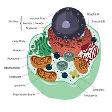 Keeping them on the same poster allows students to quickly. Plant And Animal Cells On Behance
