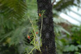 Image result for Impatiens keilii