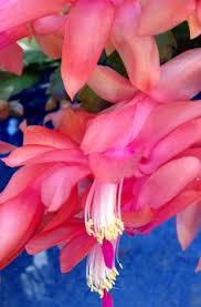 ✓ free for commercial use ✓ high quality images. 40 Christmas Cactus Ideas Christmas Cactus Cactus Christmas