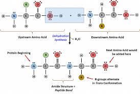 How many amino acid units in the smallest protein? Chapter 11 Translation Chemistry