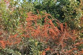 Image result for Combretum microphyllum
