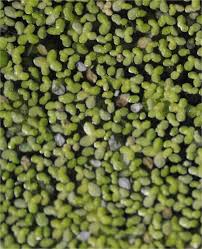 Image result for Synsepalum muelleri