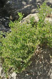 Image result for Zygophyllum cuneifolium
