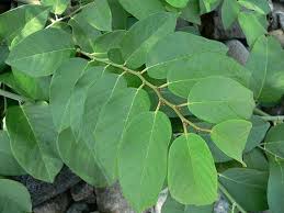 Image result for Dalbergia acutifoliolata