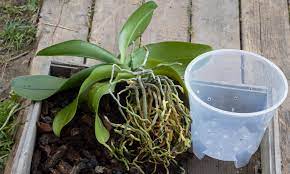 2) determine whether or not each aerial root needs to be inserted in the pot or remain on the outside. How To Repot An Orchid Step By Step Guide Brilliant Orchids