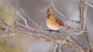 Spring cardinal (female) pulling off blossoms on a purple plum tree. Are Bird Feeders Helping Cardinals Expand Their Range Cool Green Science