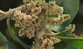 Image result for Faurea saligna