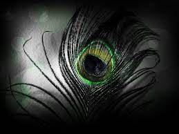 Check spelling or type a new query. Black Peacock Wallpapers Top Free Black Peacock Backgrounds Wallpaperaccess