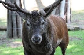 Turistinformation, se mere om seværdigheder, byture og aktiviteter i det nordlige polen. Miedzyzdroje Polen Nationalpark Wolin Wildpark Bild Von Miedzyzdroje Western Pomerania Province Tripadvisor