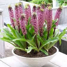 Image result for Eucomis