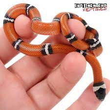 Baby Hypo Sinaloan Milksnakes For Sale Underground Reptiles Underground Reptiles Milk Snake Snake Lovers