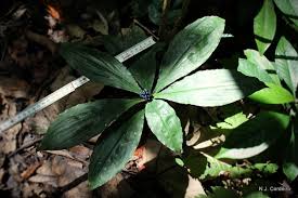 Image result for Pollia condensata