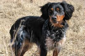 French Brittany French Brittany Spaniel Brittany Spaniel Dogs Brittany Dog