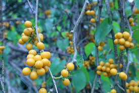 Image result for Tinospora orophila