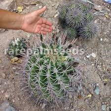 Ferocactus Latispinus Devil S Tongue Barrel Buy Seeds At Rarepalmseeds Com
