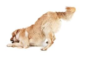 Maybe you would like to learn more about one of these? The Goldador Dog A Golden Retriever And Lab Mix