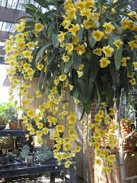 R F Orchids Redlands Fyi This Orchid Is Over A 100 Years Old And Orchids Yellow Flowers Flowers