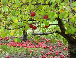 Setelah menggambar batang dan daun, kamu bisa menggambar beberapa apel. 89 Gambar Pohon Apel Berbuah Lebat Paling Hist Gambar Pixabay