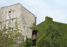 Ivy-covered building - Stock Photo - Dissolve