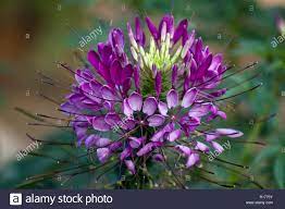 Spider Flower Also Know As Volantines Preciosos Cleome Speciosa Cleome Spinosa Cleome Hassleriana Cleome Bangladesh Stock Photo Alamy