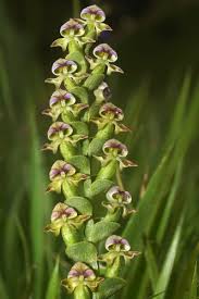 Image result for Disperis katangensis