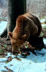 Ursus Arctos Brown Bear