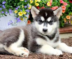 Black and grey dogs with the same type of saddling are not generally included under this category) siberian huskies also feature a wide variety of eye color. Siberian Husky Mix Puppies For Sale Puppy Adoption Keystone Puppies