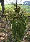 Image result for Albizia adianthifolia × gummifera