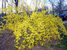 Deciduous Woody Shrub Covered With Yellow Blooms In Early Spring This Shrub Is About 10 Years Old Grown From A Twig Forsythia Can Be Shrubs Plants Hedges