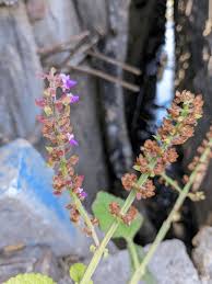 Image result for Coleus maculosus