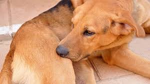 Image result for scabies dogs detail