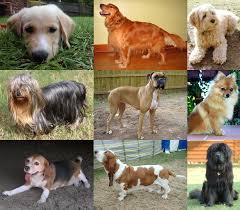 6:38 yam gaming 22 429 просмотров. Dog Wikipedia
