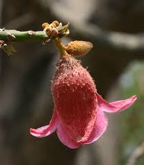 Image result for Malvaceae: Byttnerioideae, Helicteroideae
