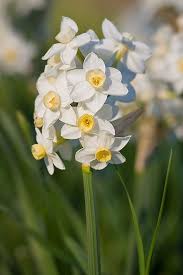 Narcissus Daffodil One Of The Official Flowers Of March Meaning Self Esteem Narcissus Plant Bulbous Plants December Flower