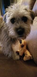 Shih Tzu Terrier Mix Black And Brown Mini Schnauzer Pug Shih Tzu Mix Scruffy Dogs Shih Tzu Mix Mini Schnauzer