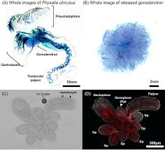 Image result for Physotrichia