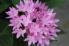 Image result for Pentas lanceolata