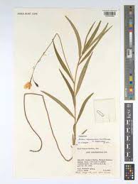 Image result for Tricliceras lanceolatum