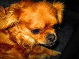 The cheapest offer starts at $ 700. Cheeks Chihuahua Pekingese Mix Guide Info Pictures Care More Pet Keen