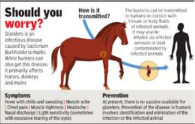 Image result for Glanders