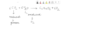 Light-Dependent Reactions | Structure, Facts & Summary