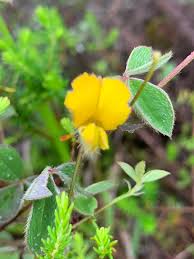 Image result for Argyrolobium rupestre