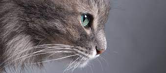 Allergien bei Katzen: Infos & Tipps | FRESSNAPF