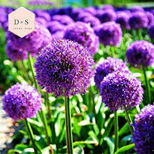 Maybe you would like to learn more about one of these? Giant Allium Giganteum Onion Flower Seeds Dreamlike Pink Flower For Garden Spring Plant Decoration 50pcs Blue Purple Shopee Malaysia